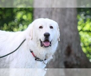 Great Pyrenees Dogs for adoption in Lewisburg, WV, USA