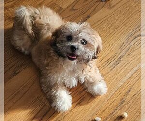 Lhasa Apso Dogs for adoption in Wheaton, IL, USA