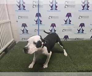 American Pit Bull Terrier Dogs for adoption in Orlando, FL, USA
