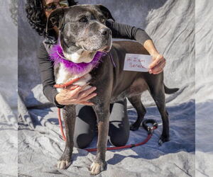 Labrador Retriever-Unknown Mix Dogs for adoption in Crandall, GA, USA