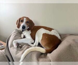 Mutt Dogs for adoption in Oakhurst, NJ, USA