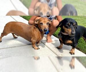 Dachshund Dogs for adoption in Boise, ID, USA