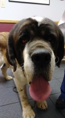 Saint Bernard Dogs for adoption in Lewistown, PA, USA