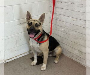 Akita-German Shepherd Dog Mix Dogs for adoption in San Bernardino, CA, USA