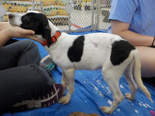 Lab-Pointer Dogs for adoption in Rocky Mount, NC, USA