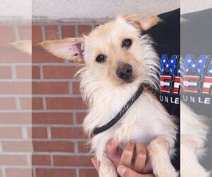 Cairn Terrier-Unknown Mix Dogs for adoption in Carrollton, TX, USA