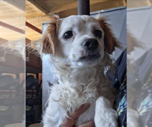 Colonial Cocker Spaniel-Unknown Mix Dogs for adoption in Cranston, RI, USA
