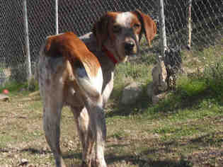 Redbone Coonhound Dogs for adoption in Globe, AZ, USA