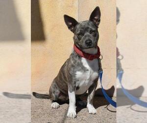 American Pit Bull Terrier-Pembroke Welsh Corgi Mix Dogs for adoption in Albuquerque, NM, USA