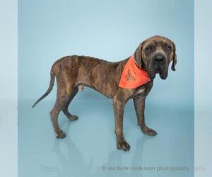 Mastiff Dogs for adoption in Corona, CA, USA