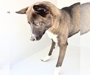 Akita-Border Collie Mix Dogs for adoption in Houston, TX, USA