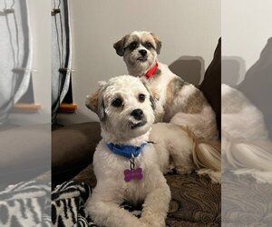 Lhasa Apso Dogs for adoption in Fargo, ND, USA