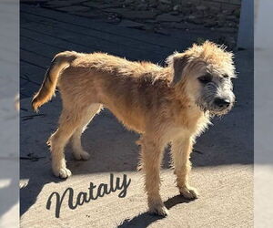 Border Terrier-Wheaten Terrier Mix Dogs for adoption in HOUSTON, TX, USA