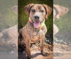 Mutt Dogs for adoption in Oklahoma City, OK, USA