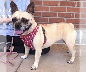 French Bulldog Dogs for adoption in Carrollton, TX, USA