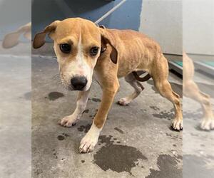 American Pit Bull Terrier-Beagle Mix Dogs for adoption in Camarillo, CA, USA