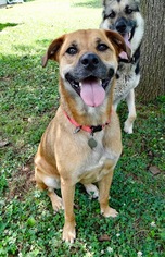 Boxador Dogs for adoption in Huntsville, AL, USA
