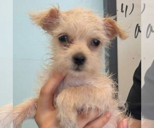 Mutt Dogs for adoption in Chico, CA, USA