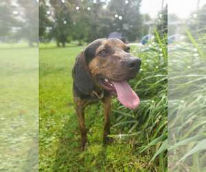 Mutt Dogs for adoption in New London, WI, USA