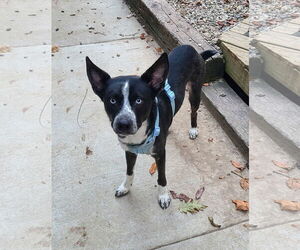 Siberian Husky-Unknown Mix Dogs for adoption in Woodsfield, OH, USA