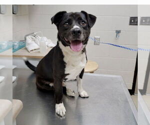 Mutt Dogs for adoption in Mooresville, NC, USA