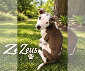 Feist Terrier-Unknown Mix Dogs for adoption in Virginia Beach, VA, USA