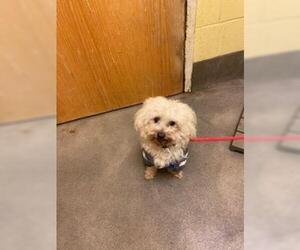 Maltese Dogs for adoption in Forestville, MD, USA