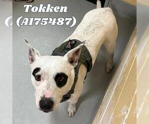 Bull Terrier-Unknown Mix Dogs for adoption in Tulsa, OK, USA