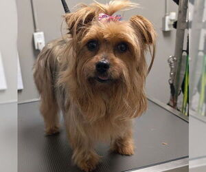 Mutt Dogs for adoption in Las Vegas, NV, USA