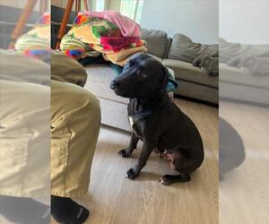 American Pit Bull Terrier Dogs for adoption in Tracy, CA, USA