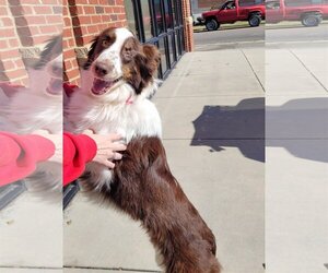 Border Collie Dogs for adoption in Rutledge, TN, USA