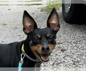 Chipin Dogs for adoption in Cookeville, TN, USA