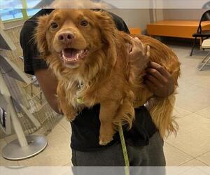 Mutt Dogs for adoption in Rancho Cucamonga, CA, USA