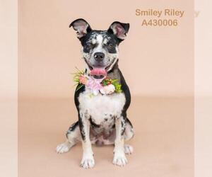 Mutt Dogs for adoption in Conroe, TX, USA