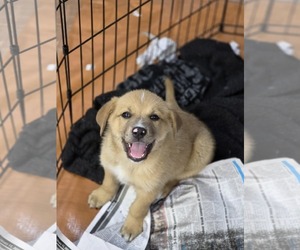 Golden Retriever-Huskies Mix Dogs for adoption in SHERBURNE, NY, USA
