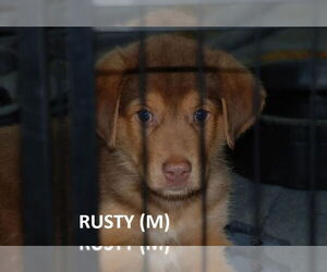 Australian Shepherd-German Shepherd Dog Mix Dogs for adoption in Aurora, IN, USA