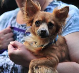 Chion Dogs for adoption in Vernonia, OR, USA