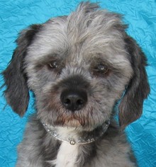 Small Shih Tzu Mix