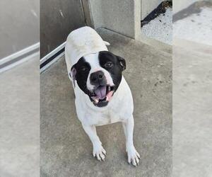 Mutt Dogs for adoption in Decatur, IL, USA