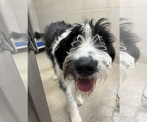 Labradoodle Dogs for adoption in Virginia Beach, VA, USA
