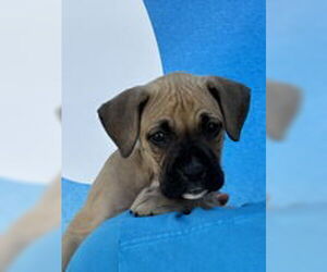 Boxer Dogs for adoption in Salinas, CA, USA