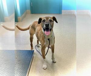 Mutt Dogs for adoption in Newton, NC, USA