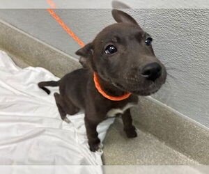 German Shepherd Dog-Unknown Mix Dogs for adoption in Las Vegas, NV, USA