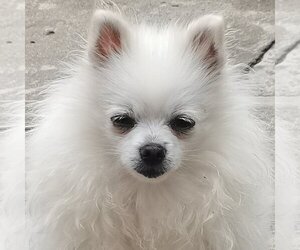 Pomeranian Dogs for adoption in LANGLEY, British Columbia, Canada