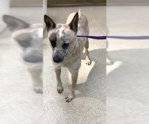 Mutt Dogs for adoption in Riverside, CA, USA
