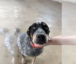 Bluetick Coonhound-Unknown Mix Dogs for adoption in Williamsburg, IA, USA