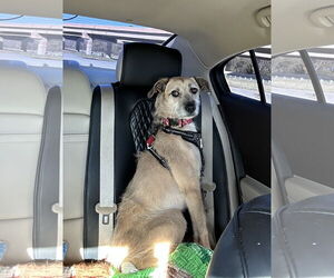 Mutt Dogs for adoption in Rockaway, NJ, USA