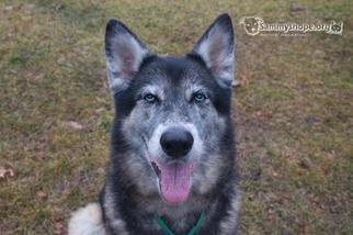 Alaskan Malamute-German Shepherd Dog Mix Dogs for adoption in Sayreville, NJ, NJ, USA
