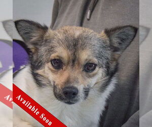 Chion Dogs for adoption in Huntley, IL, USA