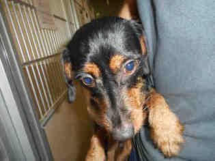 Doxie-Pin Dogs for adoption in Pueblo, CO, USA